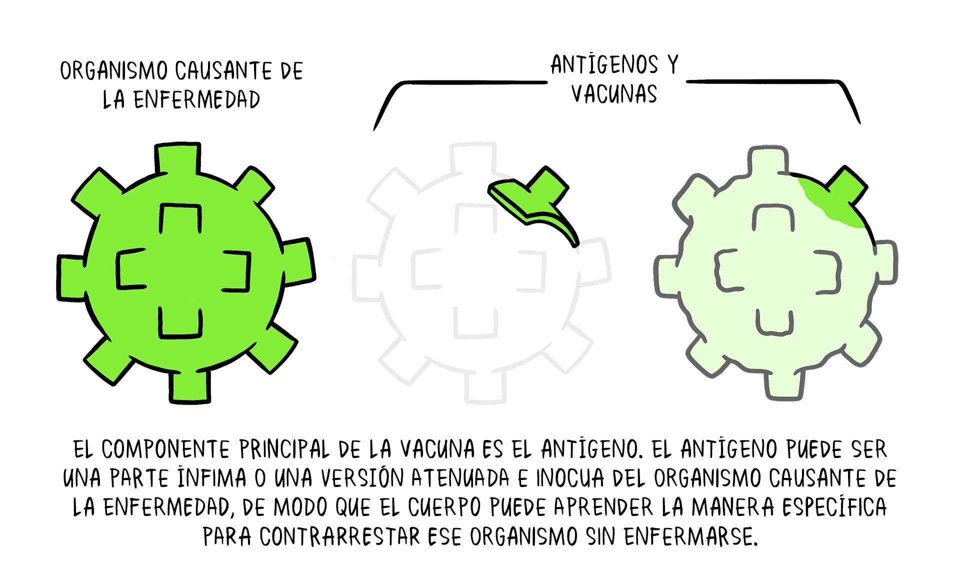 Illustration sur l'antigène qui entre dans la composition d'un vaccin